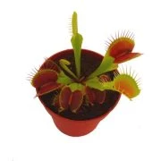 Plantas Carnívoras España