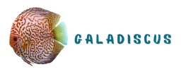 Galadiscus