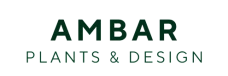 Ambar