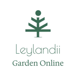 Leylandii