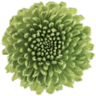 Flores Lis Arte Floral