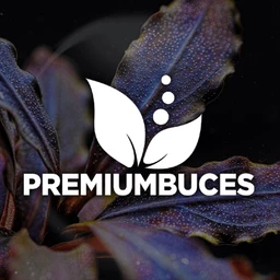 Premium Buces