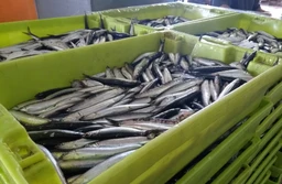 Anchoas Gourmet