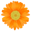 Flores Dalia