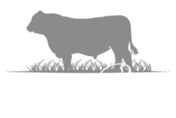 Lindo Beef