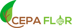 Cepaflor