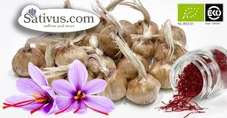 Sativus