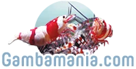 Gambamania