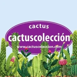 Cactus Colección