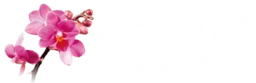 Orquídea Flor